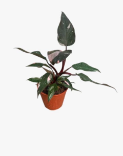 Philodendro Rosado - vivero vip garden