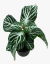 Aphelandra scuarrosa en internet