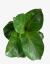 Ficus Pandurata Bambino en internet