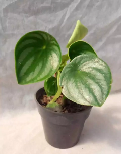 Peperomia Sandia - vivero vip garden