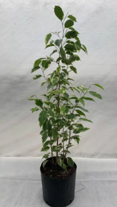 Ficus Benjamina Disciplinado - comprar online