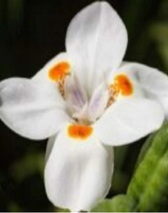 Dietes Katrina