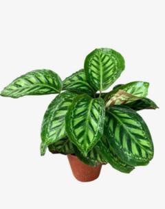 Calathea Moonlight - tienda online