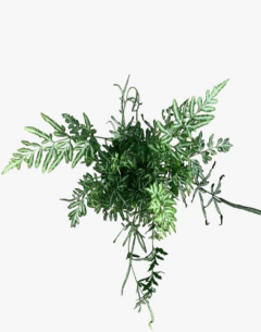 Helecho Pteris - tienda online