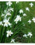 Dietes Vegeta Grandiflora