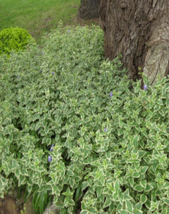 Vinca Major Variegata - tienda online