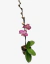 Orquídea Phalaenopsis B premium - vivero vip garden