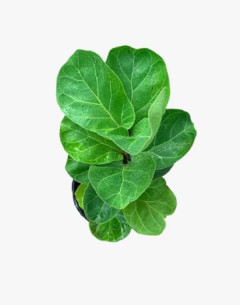 Ficus Pandurata Bambino - vivero vip garden