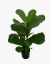 Ficus Pandurata - tienda online