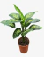 Diefenbachia Tropic - vivero vip garden