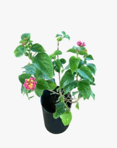 Lantana Camara - tienda online