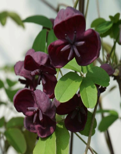 Vid Chocolate - vivero vip garden