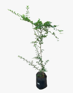 Ligustrum Sinense - tienda online