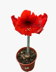 Imagen de Amaryllis