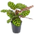 Calathea Makoyana - vivero vip garden
