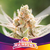 Rainbows Fem x12 BSF