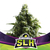 Super Lemon Haze x4 BSF