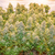 Banana Blaze x3 Dutch Passion - comprar online