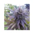 BlueBerry x3 Dutch Passion en internet
