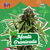 Menta Granizada (Auto) x4 Riqui Genetics