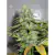 California Orange x3 Dutch Passion en internet