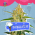 Bainillascay (Auto) x4 Riqui Genetics