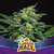 Lebron Haze XXL Auto x12 BSF