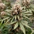 Power Plant x3 Dutch Passion - comprar online
