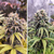 Euforia x3 Dutch Passion - comprar online