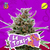La Toxi-K (Auto) x4 Riqui Genetics