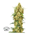 Snow Bud x3 Dutch Passion