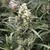 Snow Bud x3 Dutch Passion - comprar online