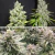CBD Skunk Haze x3 Dutch Passion - comprar online