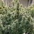 CBD Skunk Haze x3 Dutch Passion en internet