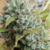Gorilla Glue Fem x3 - comprar online