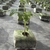 Fibra de Coco Jiffy Growblock (8cm x 8cm) - comprar online