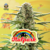 Italpark (Fem) x4 Riqui Genetics