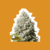 Jack Herer Fem x3