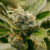 NebulaX Fem – Black Caviar x3