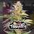 Trompada (Fem) x4 Riqui Genetics