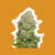 White Widow Fem x3