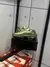 TÊNIS CORTEIZ X AIR MAX 95