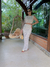 SAIA MIDI MY TRICOT BEGE - comprar online