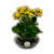Kalanchoe em Vaso de Vidro – Variedade de Cores