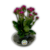 Kalanchoe em Vaso de Vidro – Variedade de Cores - Floricultura Ejonere