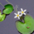 PLANTA NYMPHOIDES HUNBOLDIANA @NYMPHOIDES HUNBOLDIANA