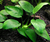 PLANTA ANÚBIA LANCEOLATA @ANUBIA BARTERI GIABRA
