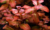 PLANTA LUDWIGIA VERMELHA @LUDWIGIA SP. RED