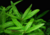 PLANTA STAUROGINE @STAUROGYNE SP.