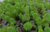 PLANTA PINHERINHO (EMERSO) @LIMNOPHILA SESSIFLORA